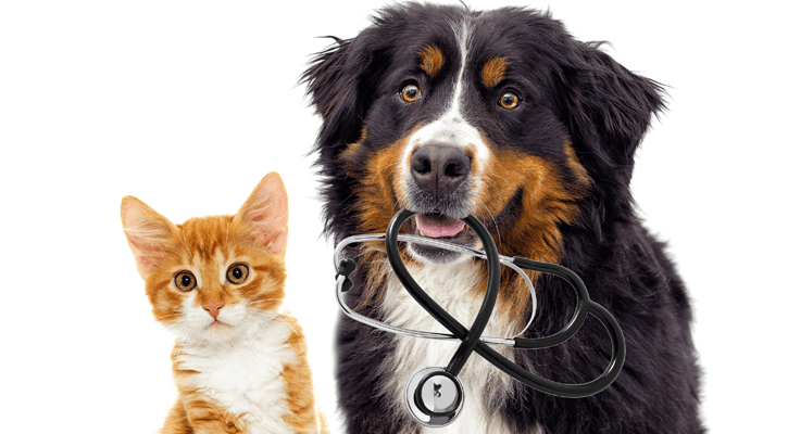 Veterinary Specialist Referrals