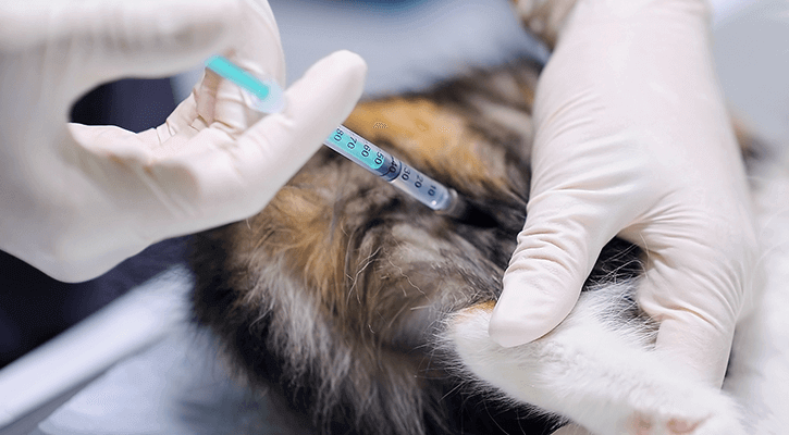 Vaccinations For Pets | Excelsior Springs Animal Clinic | MO